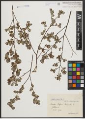 Foto von Salix aurita L.
